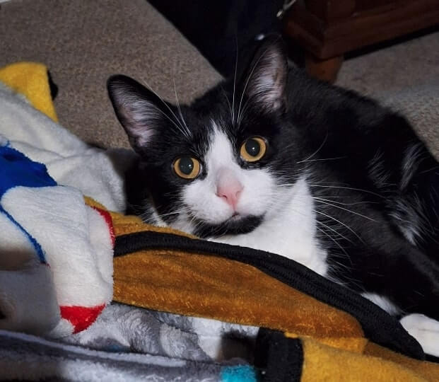 Bandit, a black and white tuxedo cat