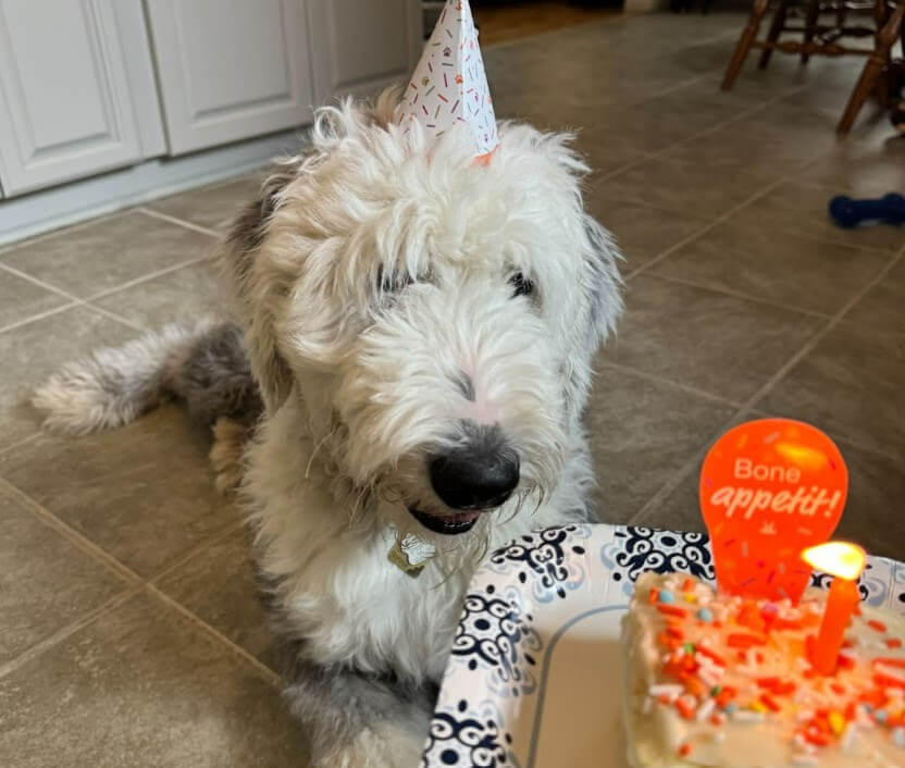 Bonnie, an old english sheepdog