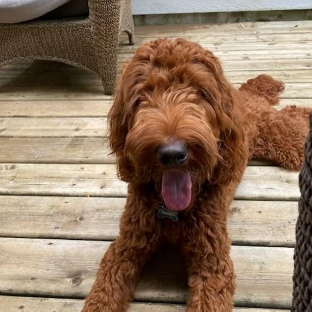 Frank the Irish Doodle