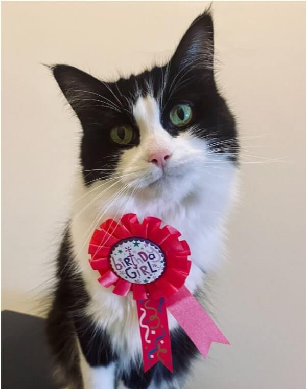 Tala, a six-year-old Tuxedo cat