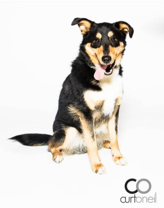 Dog on a white background