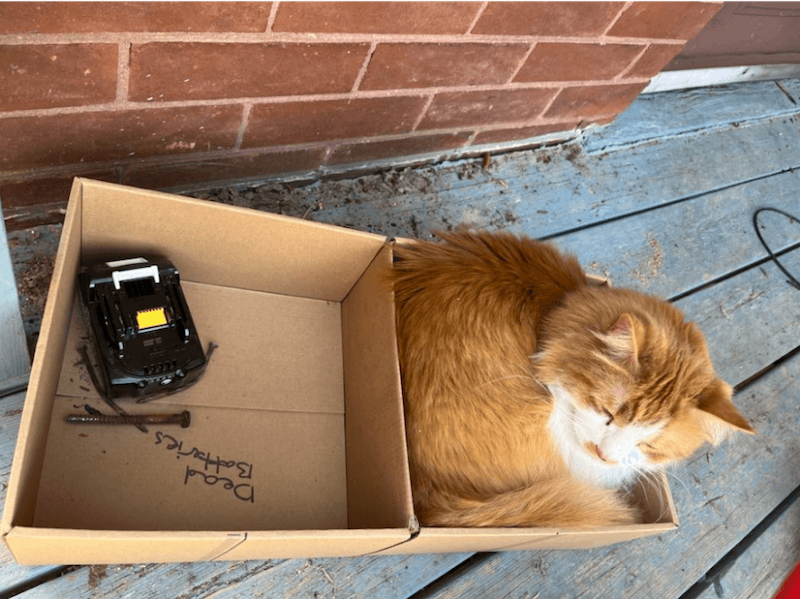 Orange and white cat sitting in a box