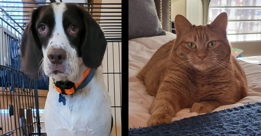 Photos of Norman the dog and Miss Kitty the cat